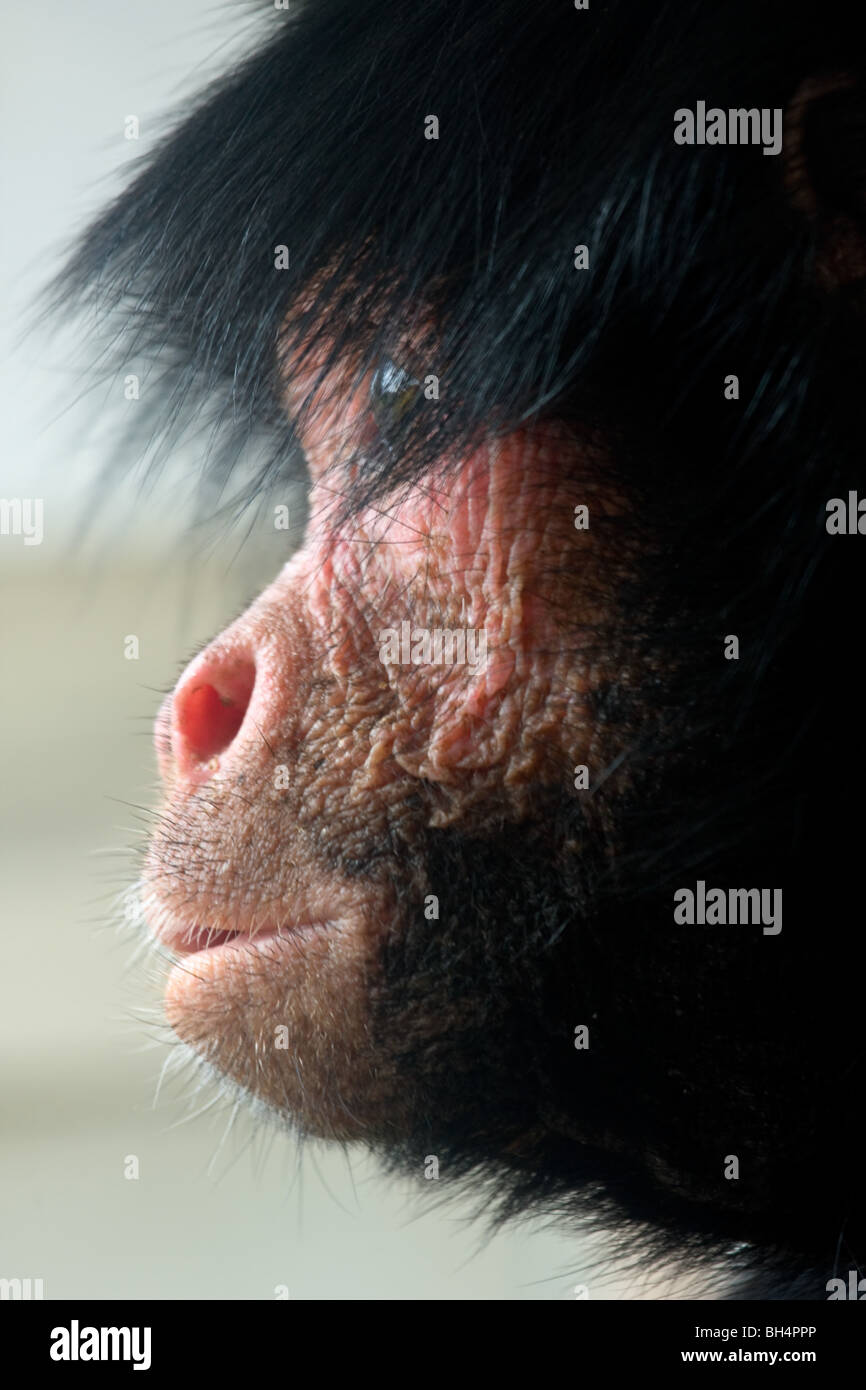 Red-faced Spider Monkey - Ateles paniscus Stock Photo - Alamy