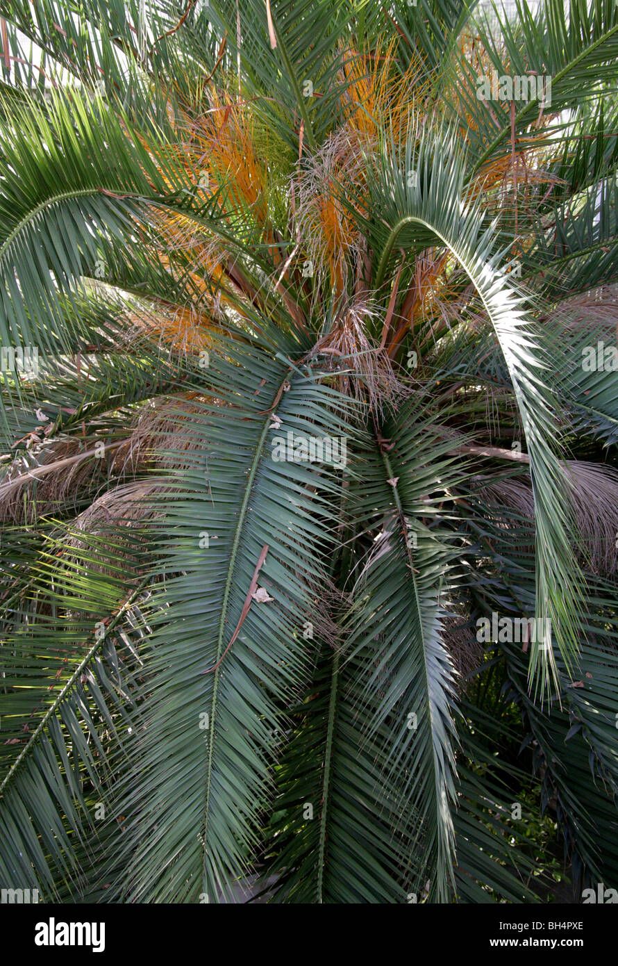Canary Island Date Palm, Phoenix canariensis,  Arecaceae. Canary Islands Stock Photo