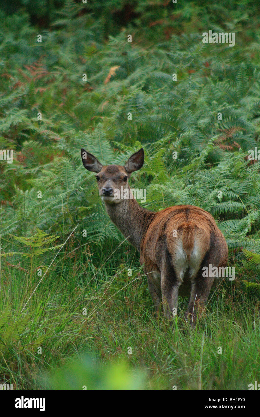Young Sika deer doe (Cervus nippon) amongst bracken in Glen Etive. Stock Photo