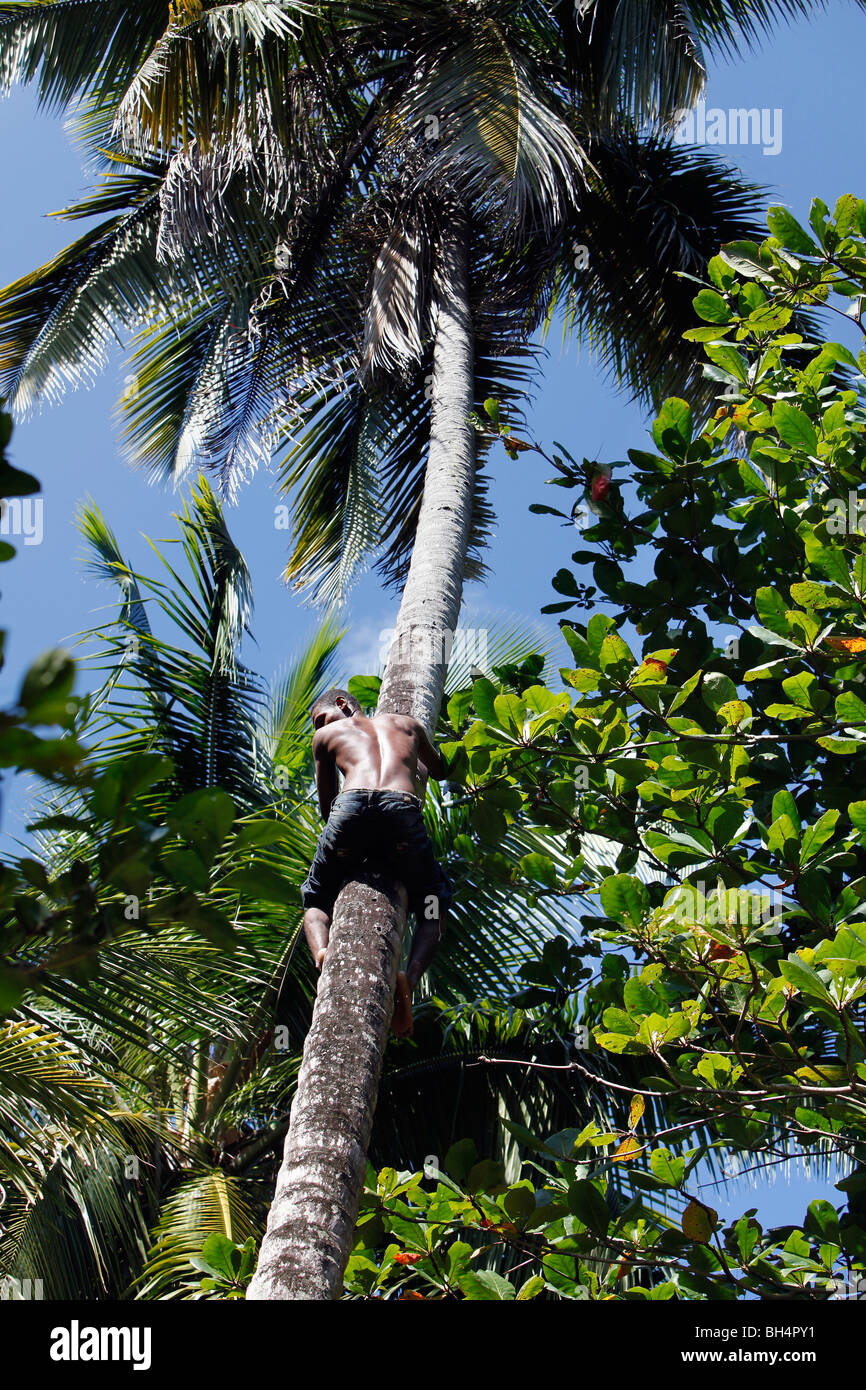 Man climbing coconut tree, Dominican Republic Stock Photo