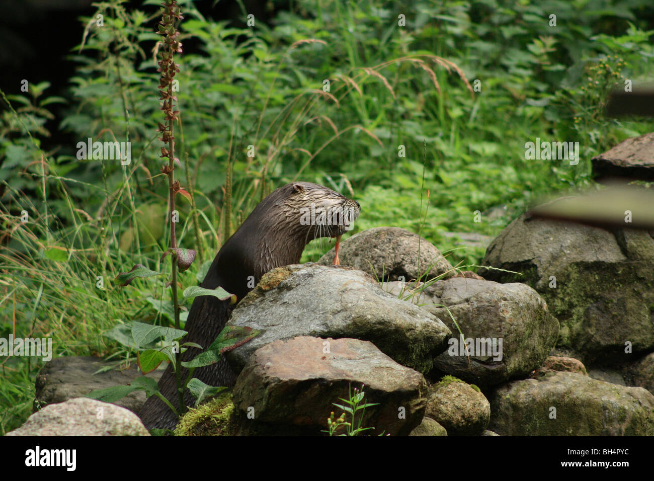 North American river otter (Lontra canadensis) looking for food at Sea life sanctuary in Oban. Stock Photo