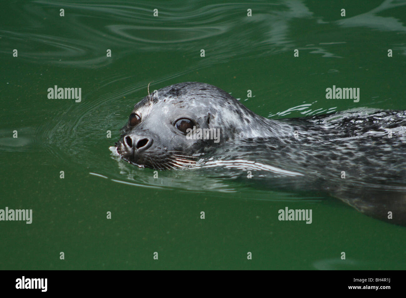 Juvenile common seal (Phoca vitulina) swimming in water. Stock Photo