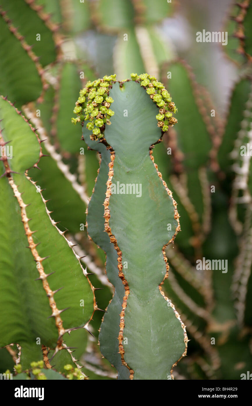 Euphorbia fortissima, Euphorbiaceae, Tropical South Africa Stock Photo