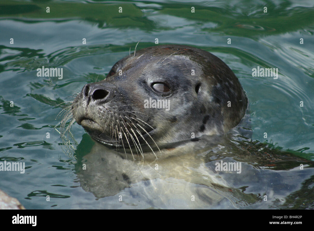 Common seal (Phoca vitulina) swimming in water. Stock Photo