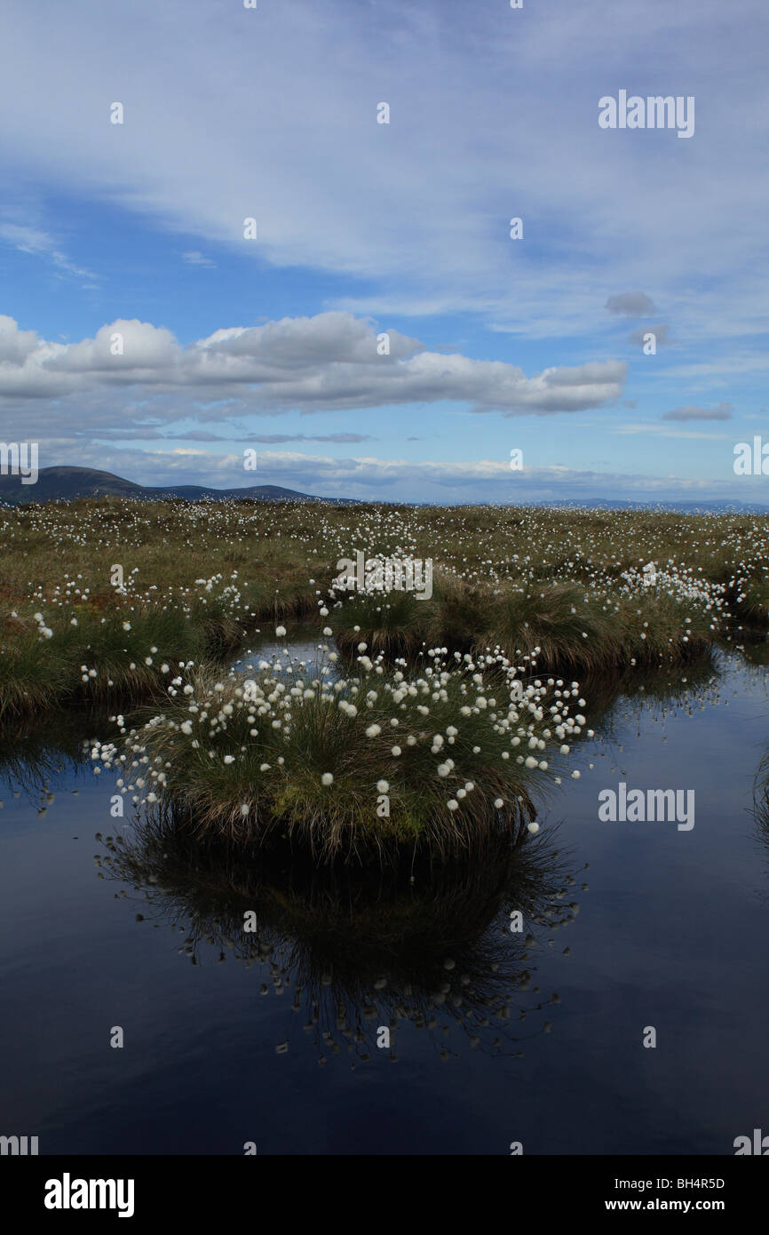 Cotton grass (Eriophorum vaginatum) and small lochan on the peat bog on Ben Bhraggie near Golspie. Stock Photo