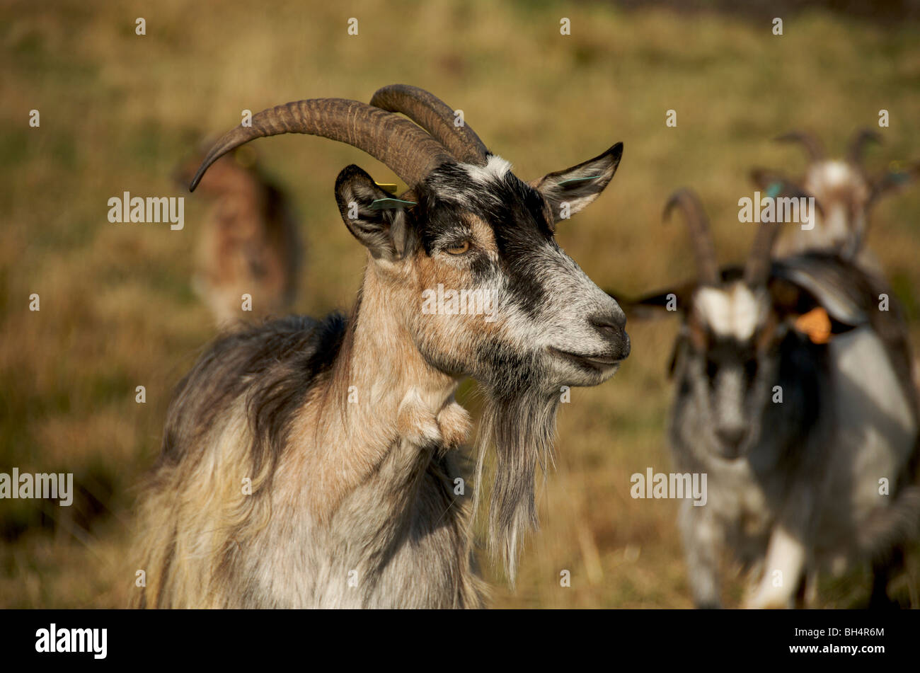 Close up of billy goat in a field of goats Stock Photo