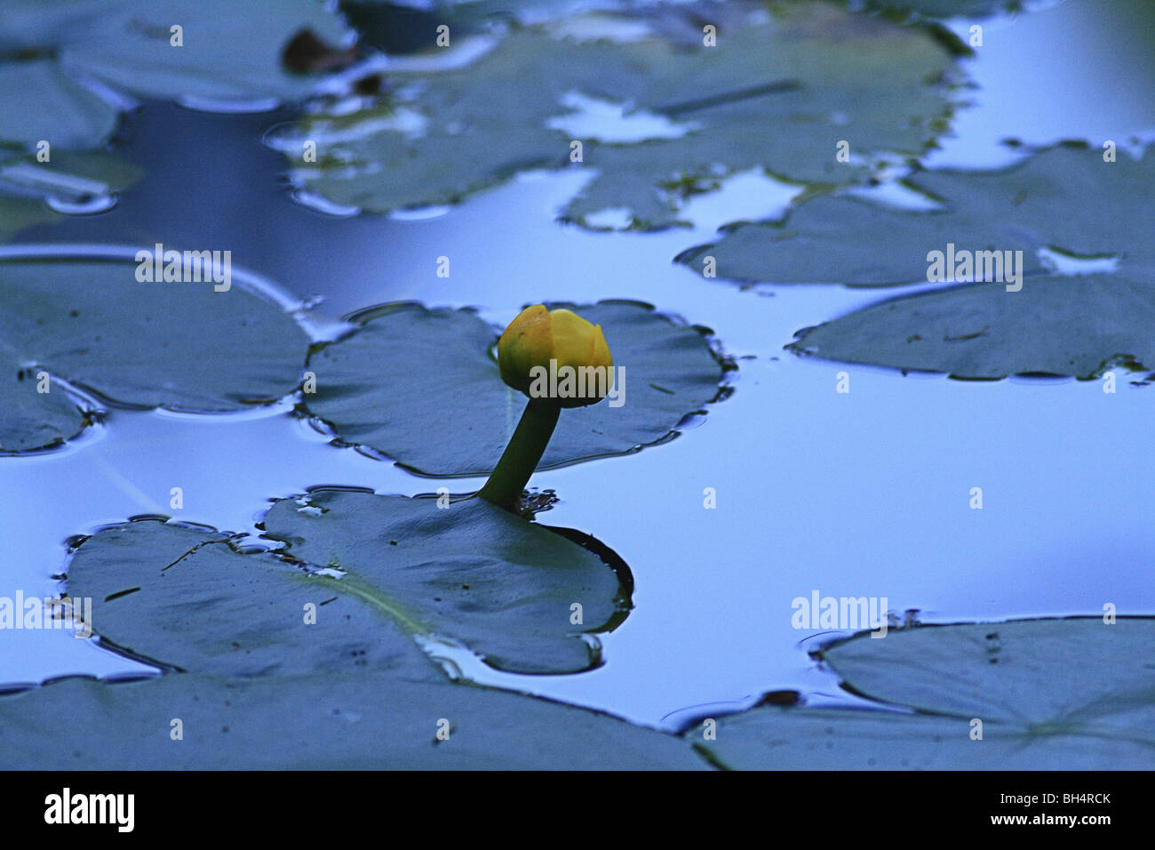 Lily pads covering pond in evening light at Hospital Lochan. Stock Photo