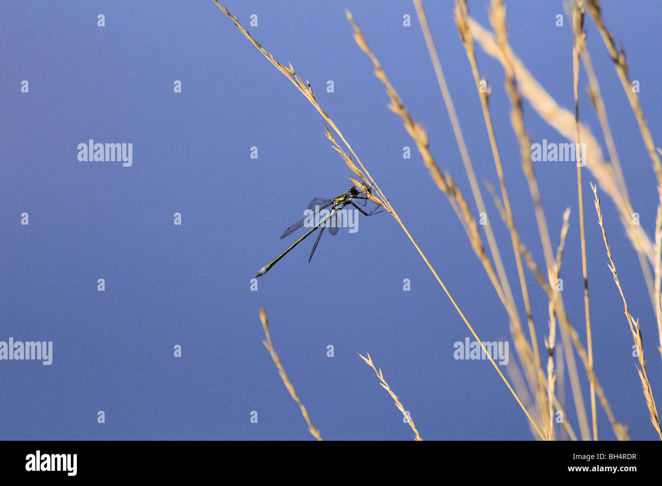 Common blue damselfly (Enallagma cyathigerum) perched on reed along Hospital Lochan. Stock Photo