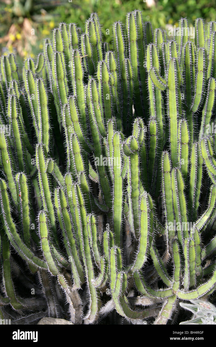 Euphorbia polyacantha, Euphorbiaceae, Ethiopia, East Africa Stock Photo