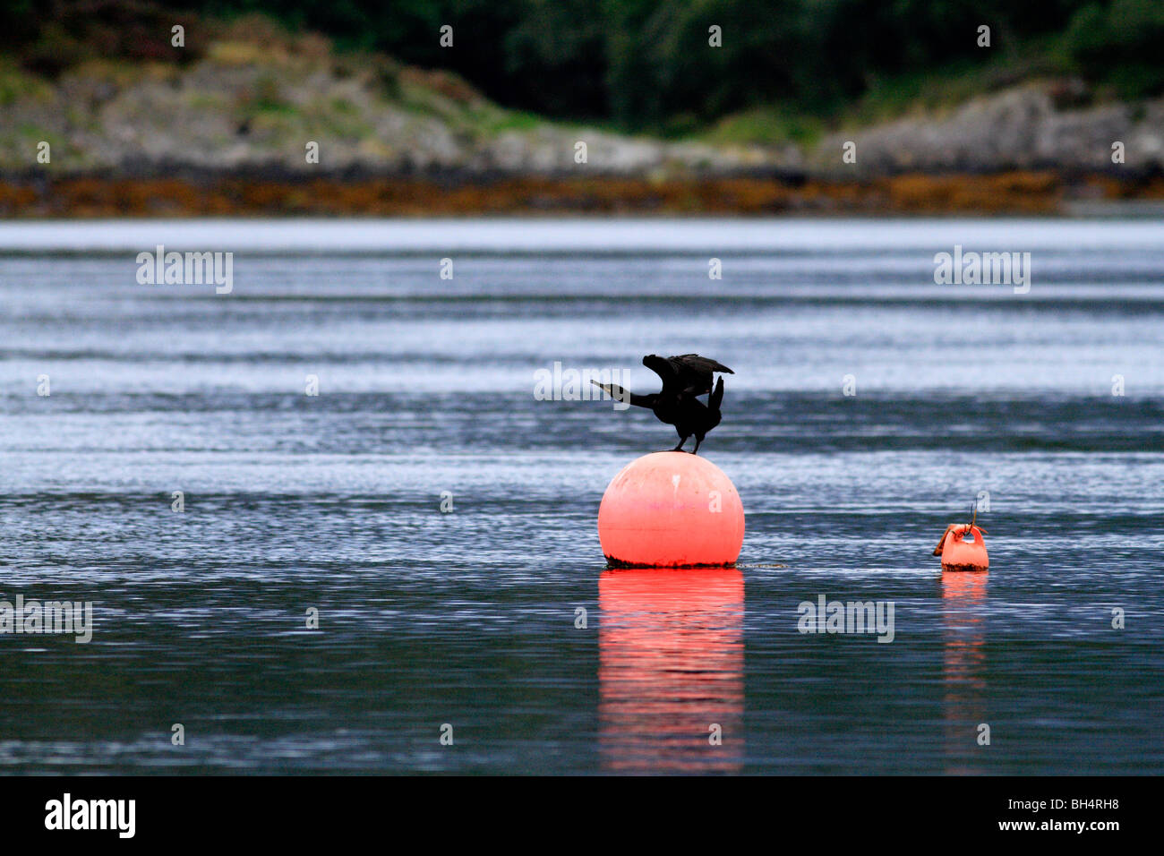 Cormorant (Phalacrocorax carbo) ready to jump into the water after resting on a buoy. Stock Photo