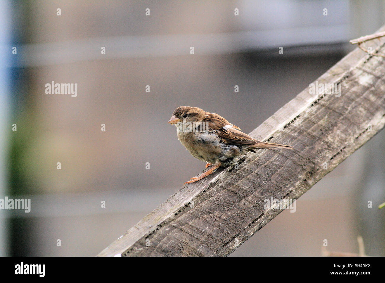 Juvenile house sparrow (Passer domesticus) at Ballachulish. Stock Photo