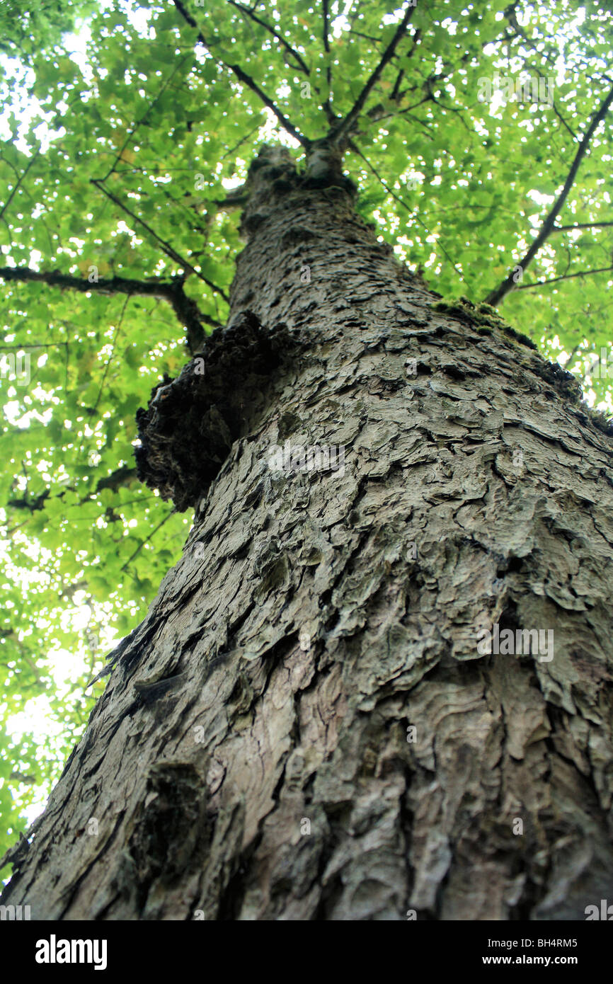 Tree bark and canopy at Loch Arkaig. Stock Photo