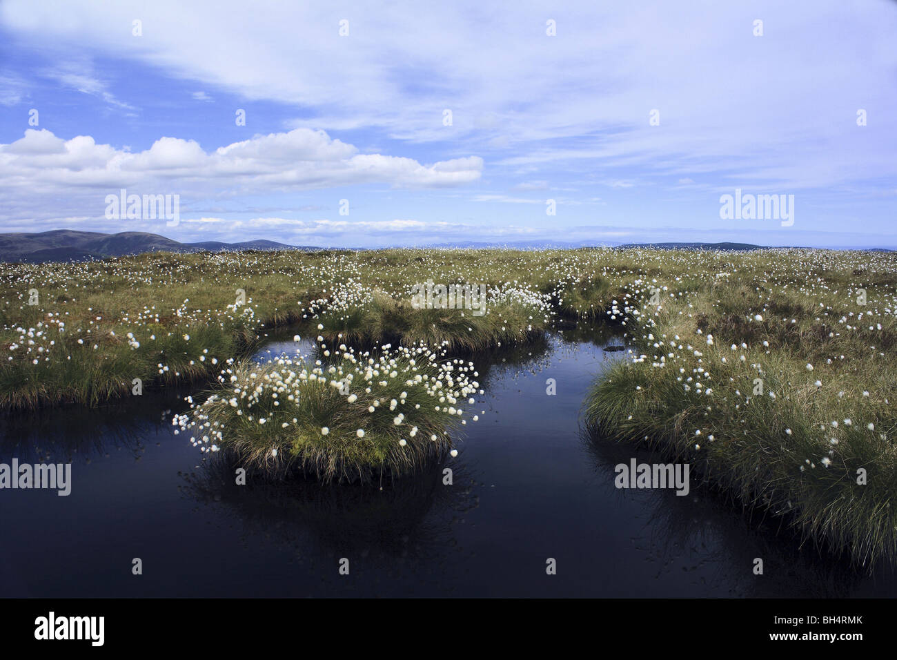 Cotton grass and peat bog near Golspie in summer. Stock Photo