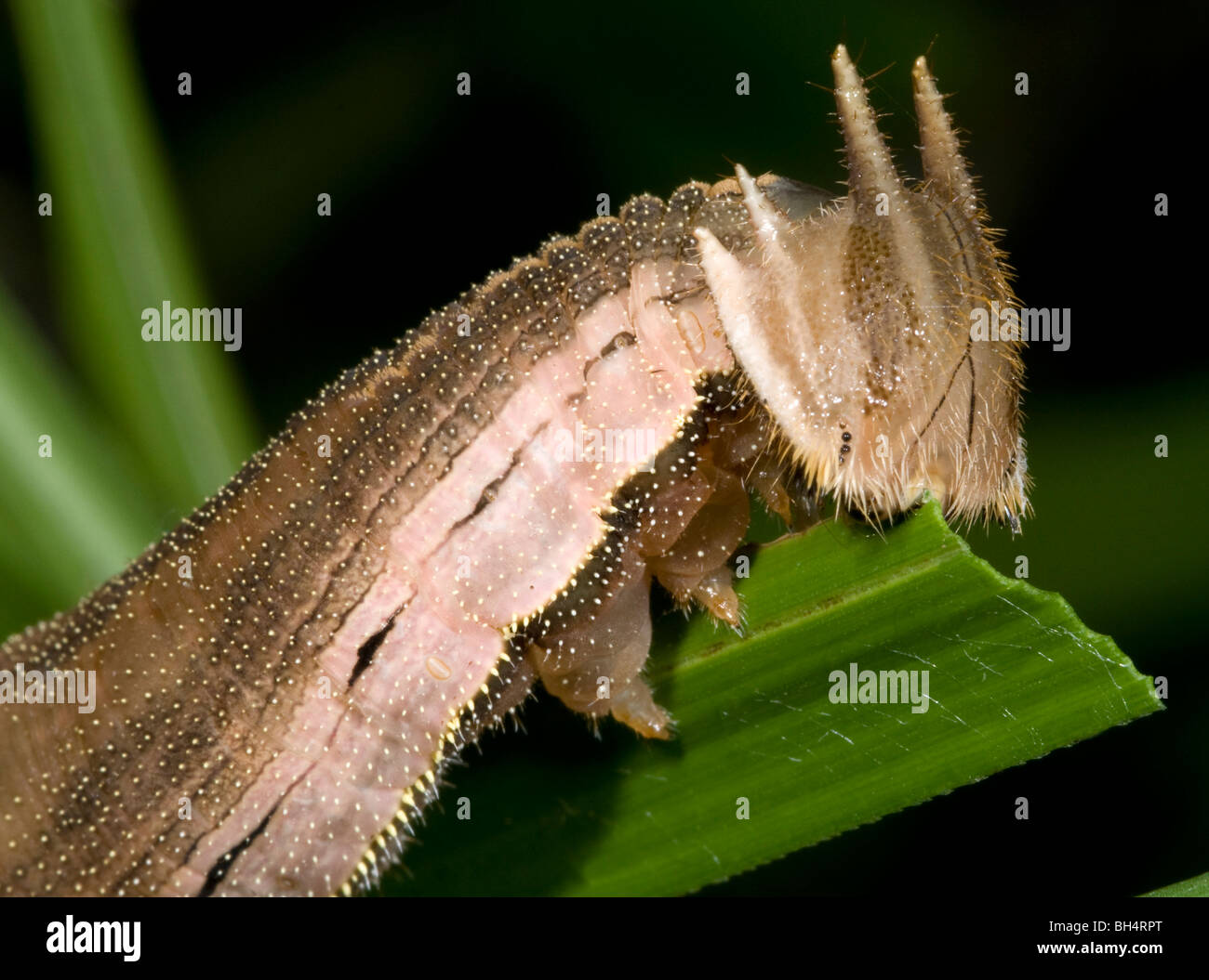 Close-up of purple mort bleu larva (Eryphanis polyxena) showing horned head and feeding on foliage. Stock Photo