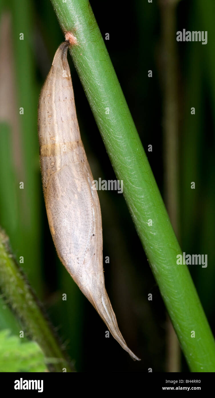 Close-up of purple mort bleu butterfly (Eryphanis polyxena) pupa attached to a plant stem. Stock Photo