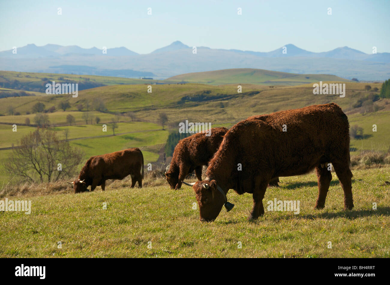 Cows in the Auvergne countryside, France. Stock Photo