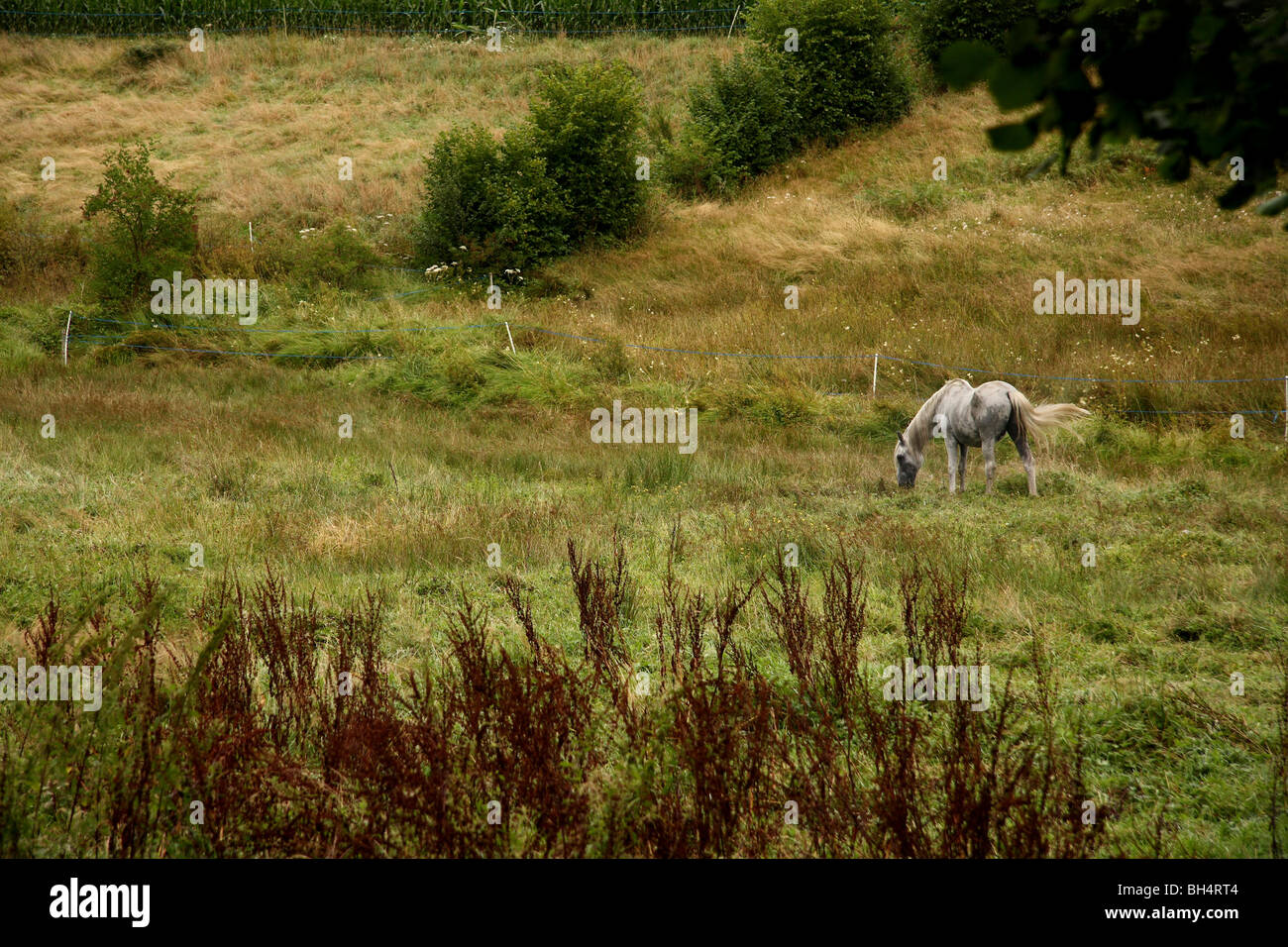 A grey horse in a large field. Stock Photo