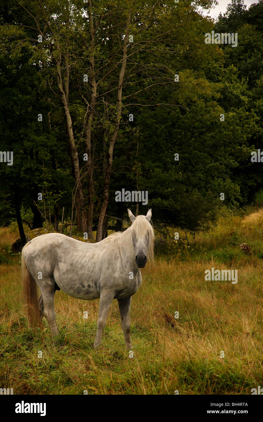 A grey horse in a field with woodland. Stock Photo