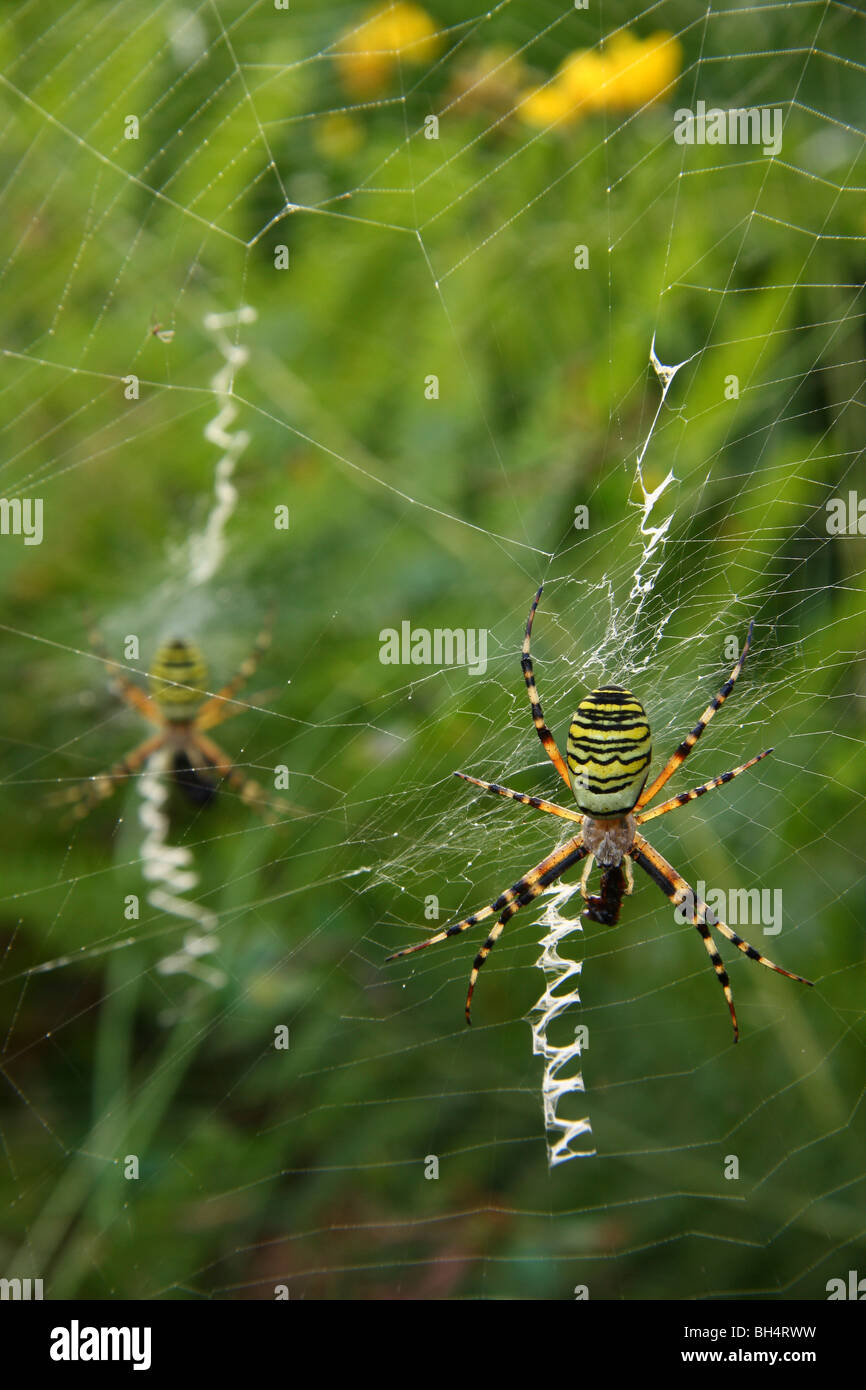 A wasp or tiger spider (Argiope Bruennichi) in the centre of a web wrapping a fly. Stock Photo