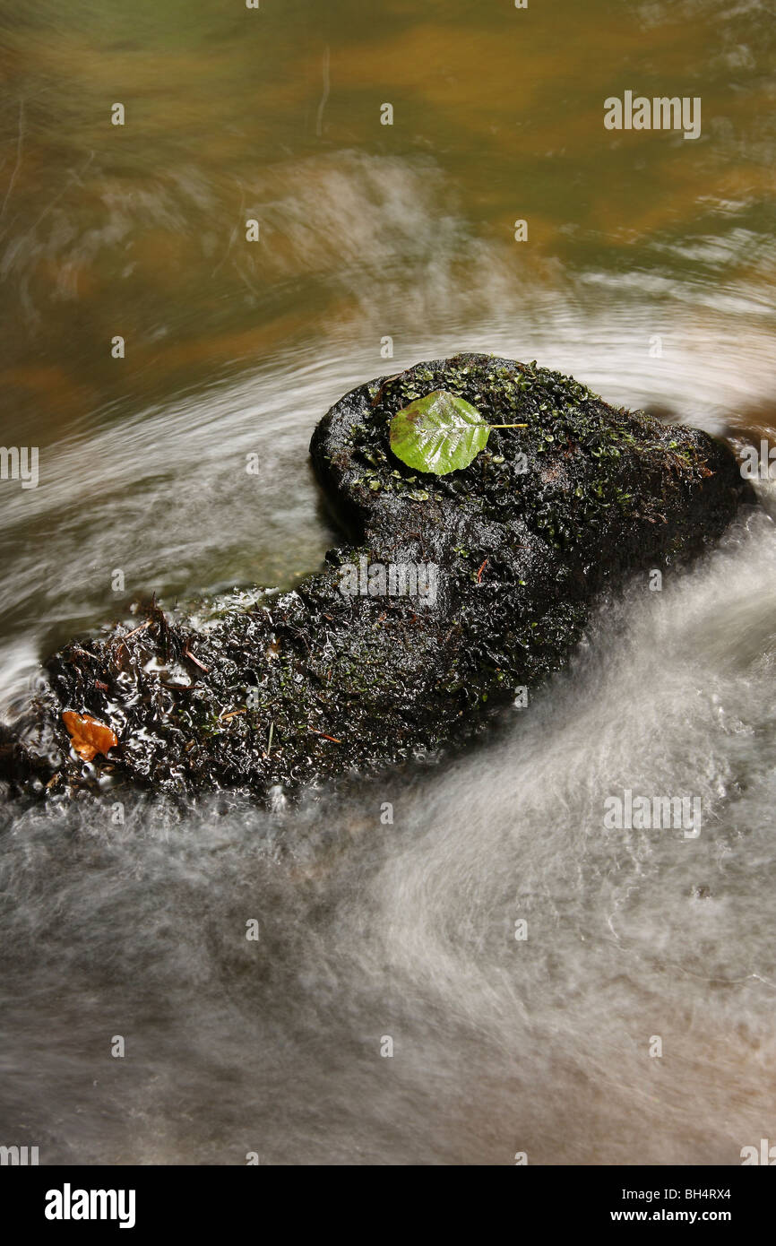Moss covered rock and a leaf in the middle of a fast flowing stream. Stock Photo