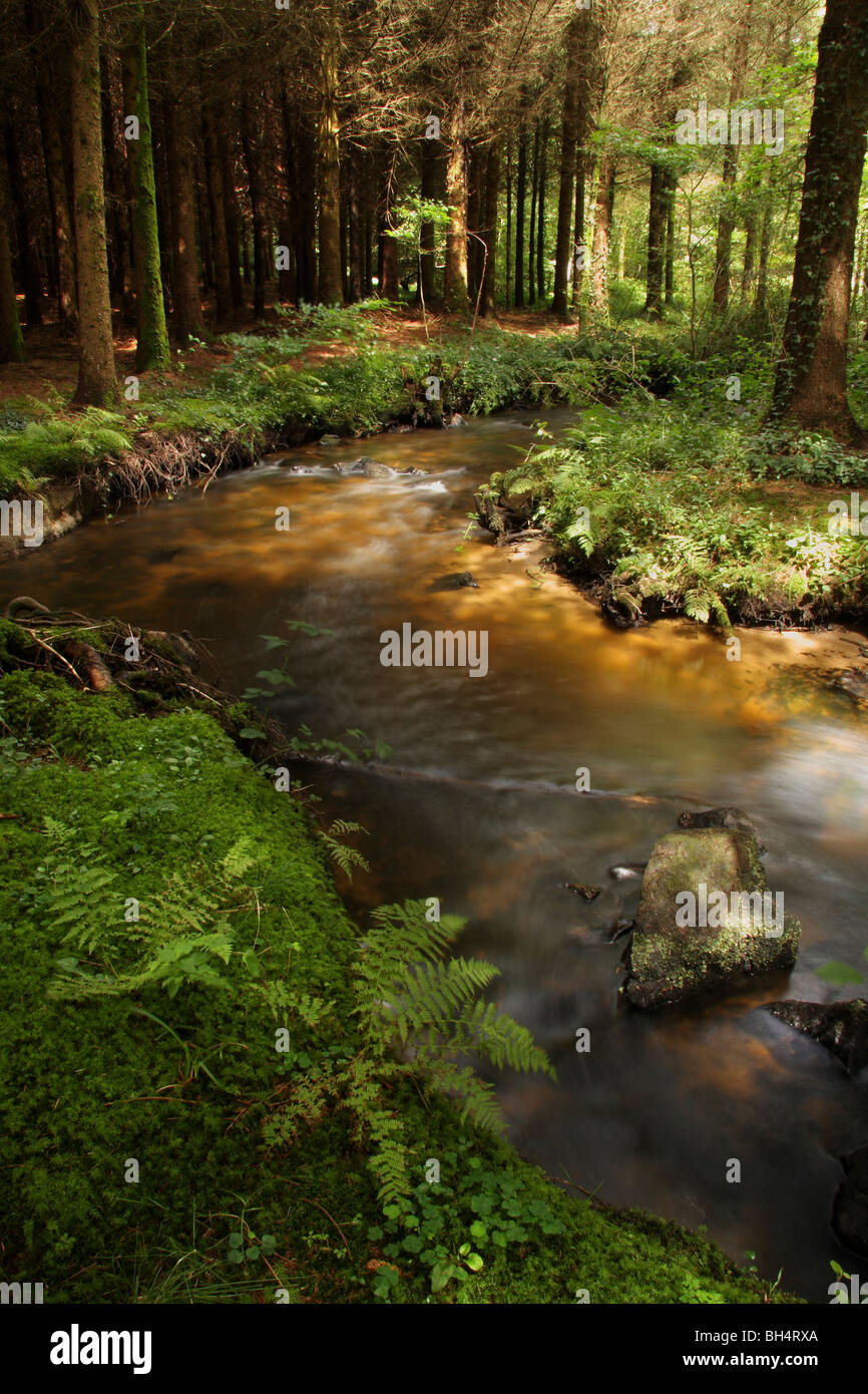 Pine Forest And Ferns High Resolution Stock Photography and Images - Alamy
