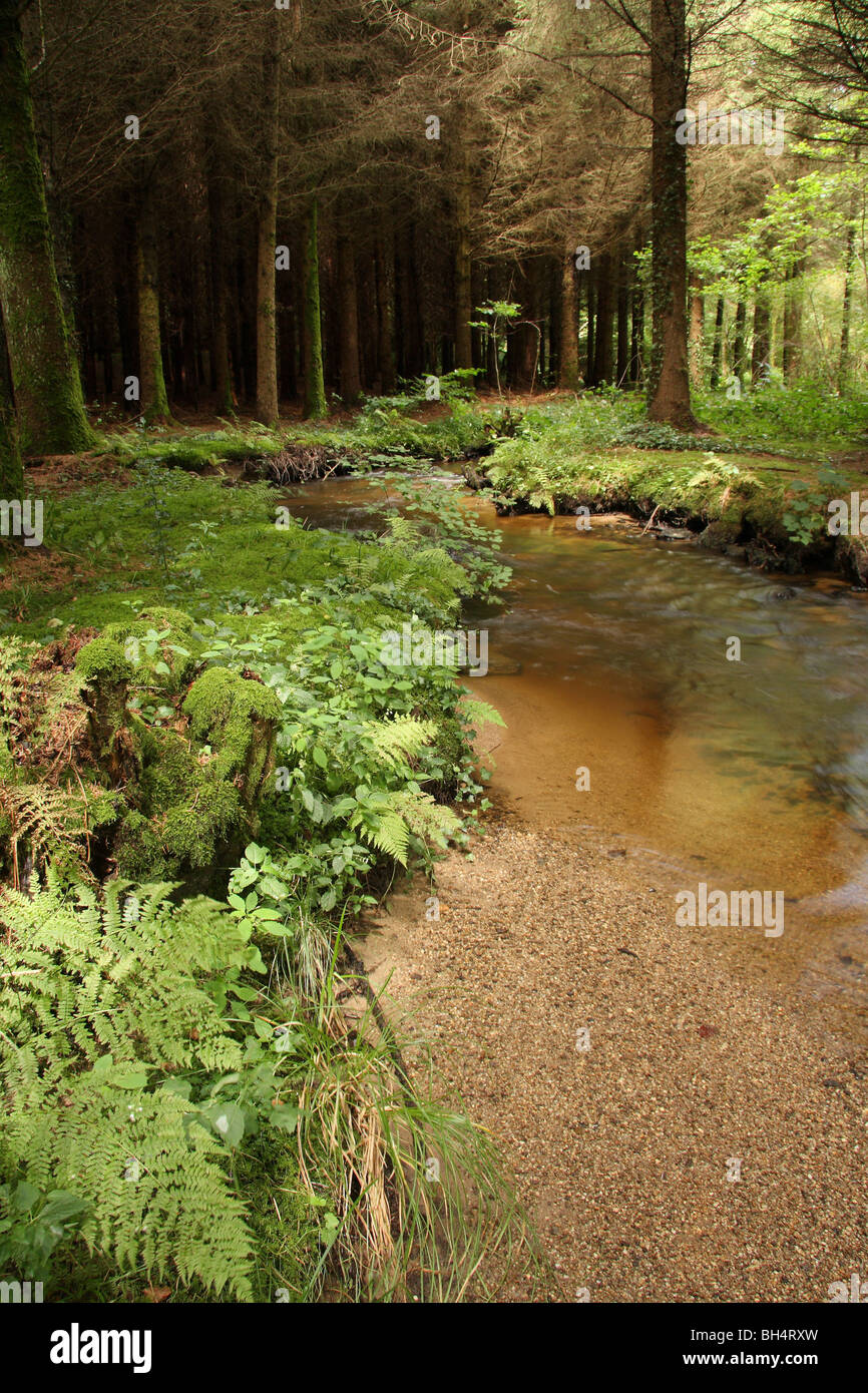 A fast flowing stream flowing through a pine forest with mossy bank and ferns. Stock Photo