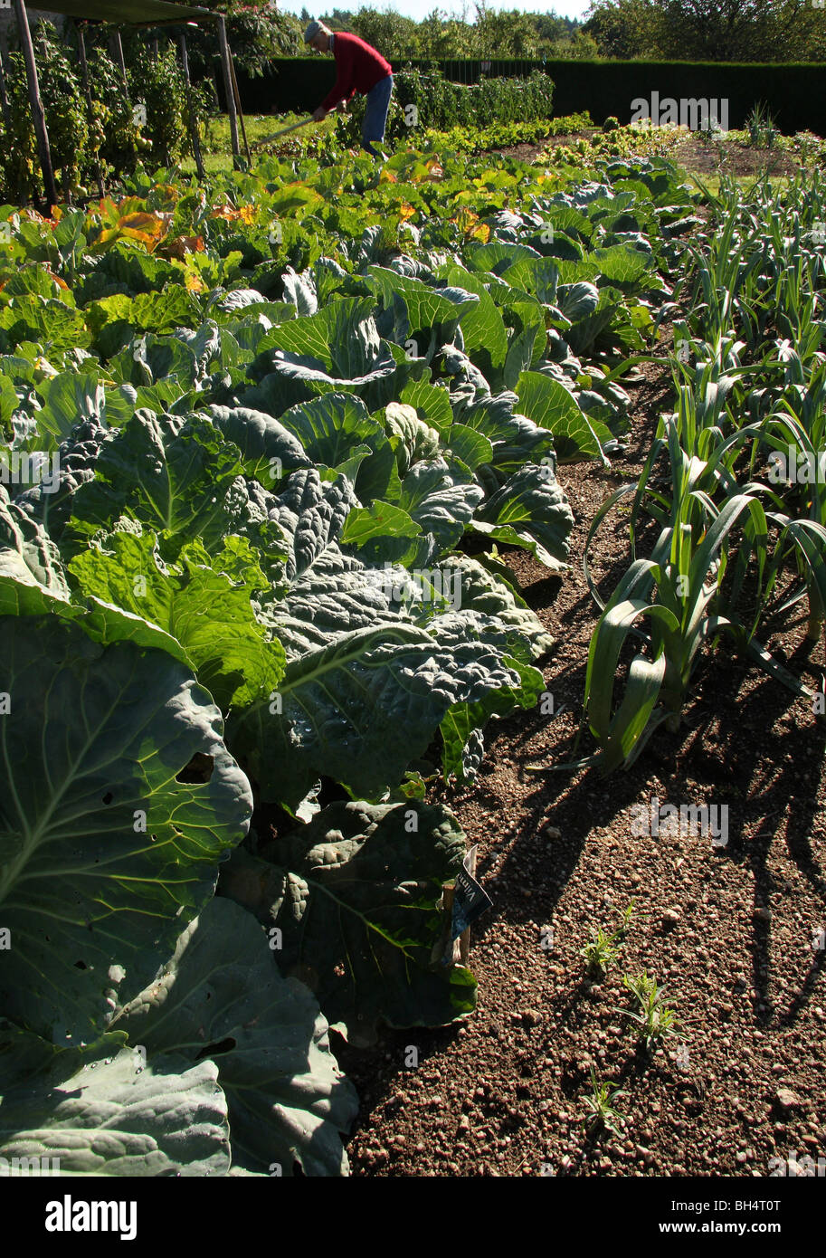 Rows of backlit cabbages in a well kept vegetable garden with gardener working. Stock Photo