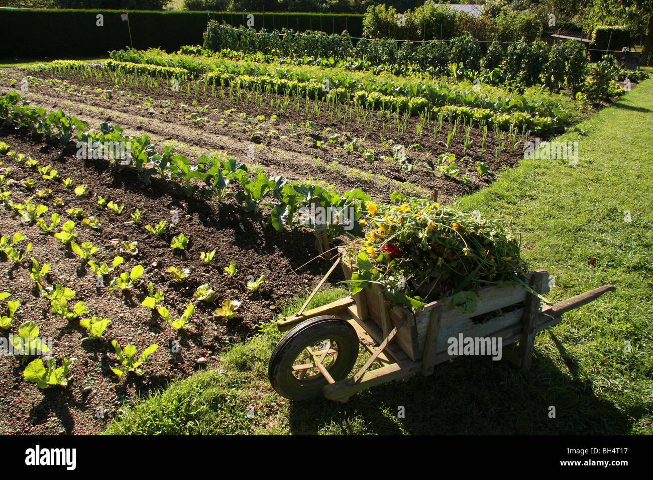 Rows of vegetables in a well tended garden with old wooden wheelbarrow in the foreground. Stock Photo