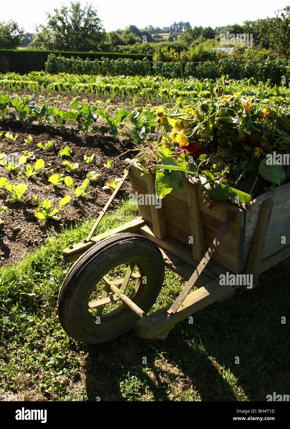 Rows of vegetables in a well tended garden with old wooden wheelbarrow in the foreground. Stock Photo