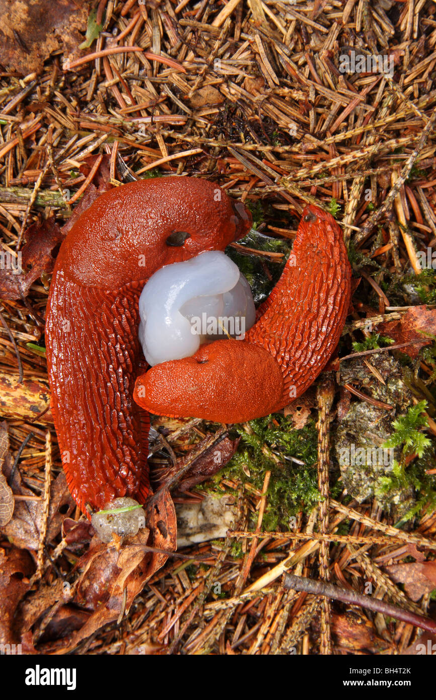 Two orange form large black slugs (Arion ater) mating on a bed of pine needles. Stock Photo