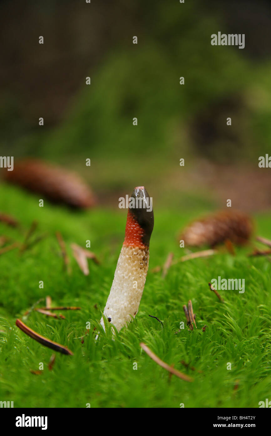Small dog stinkhorn fungi (Mutinus caninus) growing through moss in woodland. Stock Photo