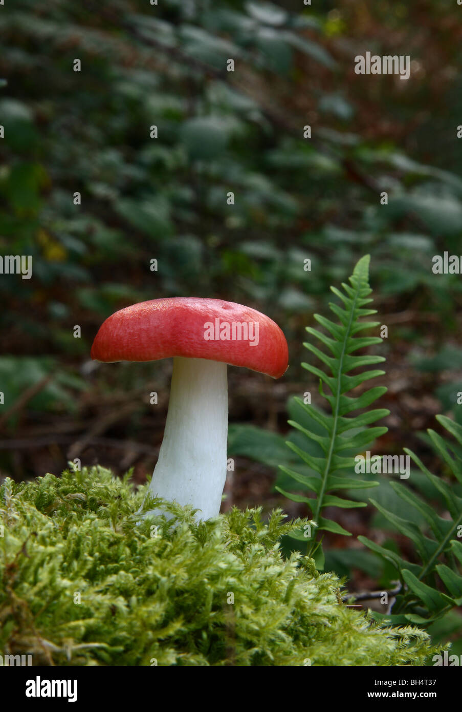 Beechwood Sickener fungi (Russula nobilis) growing beside a small fern in woodland with brambles. Stock Photo