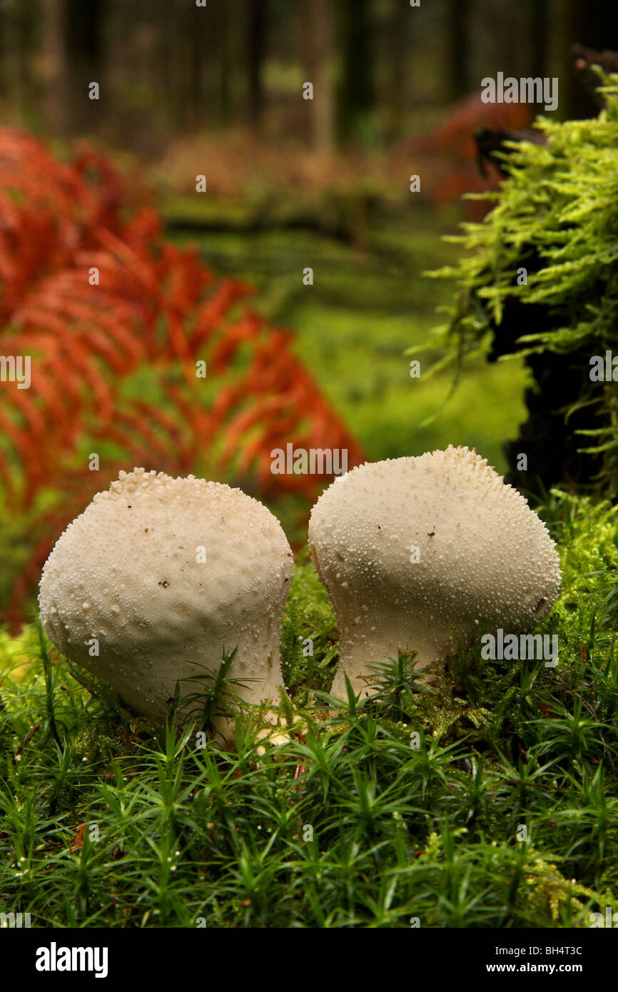 Two young puffball fungi (Lycoperdon perlatum) growing in moss in pine woodland. Stock Photo