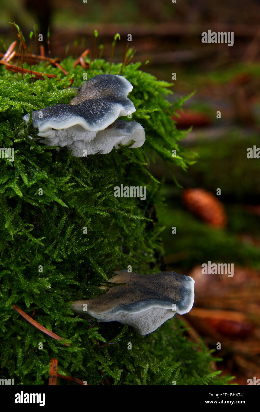 Tyromyces caesius bracket fungi growing on a moss covered pine tree stump. Stock Photo
