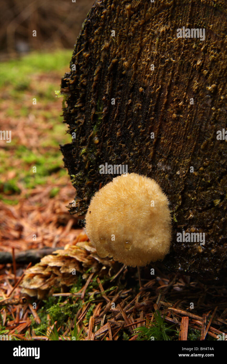 Fungal growth on a cut tree trunk in pine woodland. Stock Photo