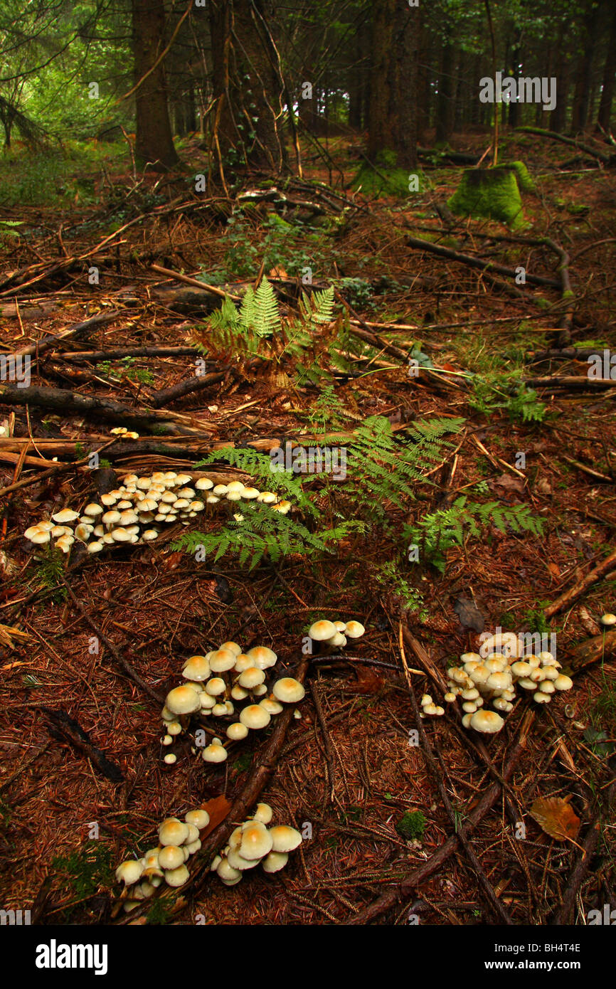 Groups of brick cap fungi (Hypholoma sublateritium) growing in a pine forest. Stock Photo