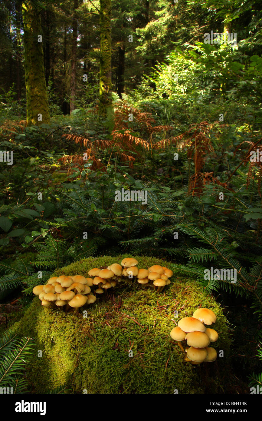 Two groups of sulphur tuft fungi (Hypholoma fasciculare) on a tree stump covered in moss. Stock Photo