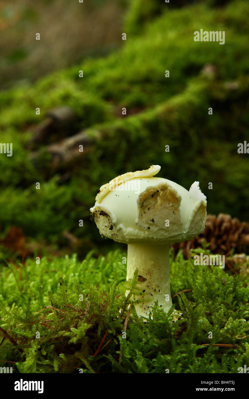 Young Amanita citrina (alba varient) loosing the remains of the vulval sack on moss in woodland. Stock Photo