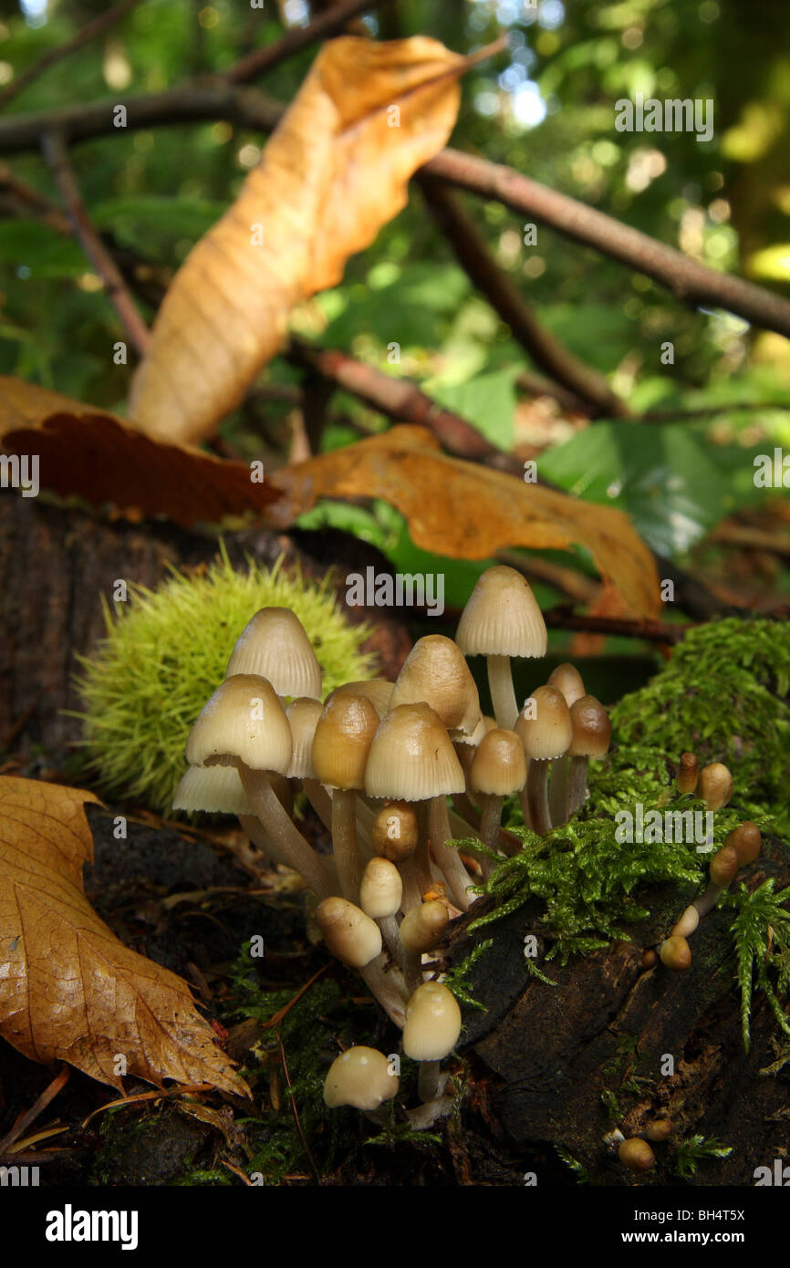 Group of small fungi growing on a tree stump in mixed woodland. Stock Photo