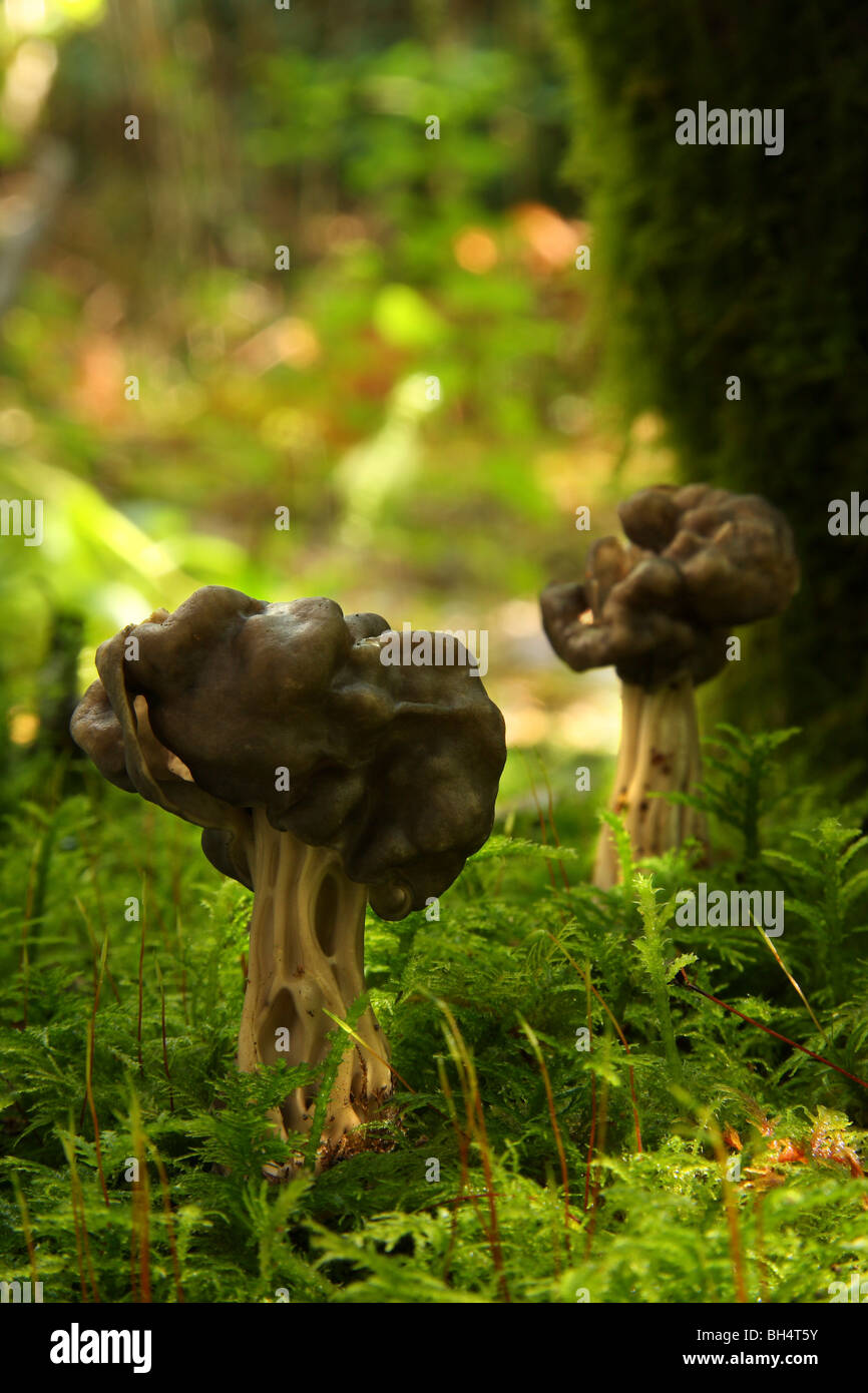 False morel fungi (Gyromitra esculenta) growing in mossy woodland. Stock Photo