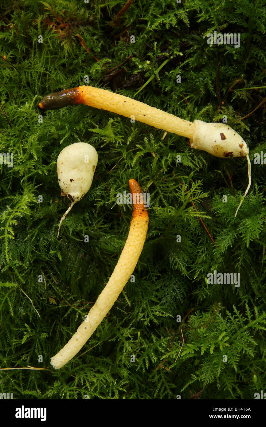Dog stinkhorn fungi (Mutinus caninus) moss; one egg sack a Stock Photo