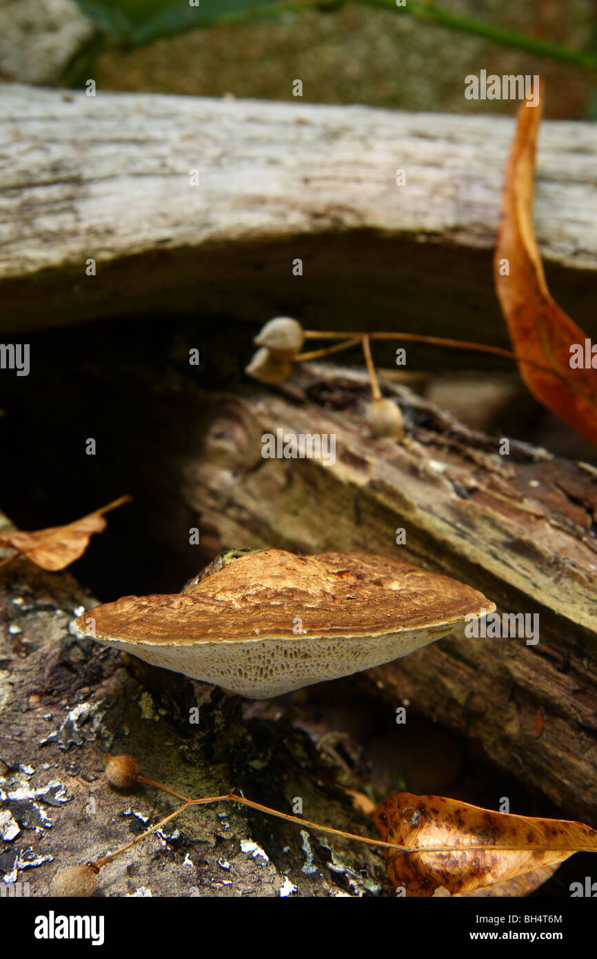 Small artist's fungus (Ganoderma applanatum) growing on a stack of cut wood. Stock Photo