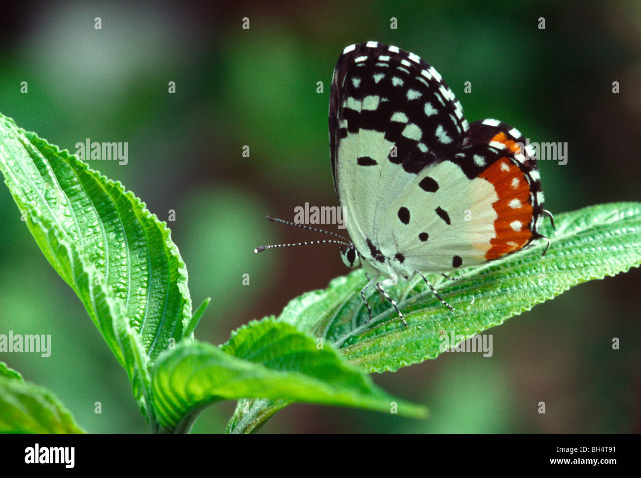 red pierrot butterfly (Talicada nyseus) wings folded striking underwing markings Stock Photo