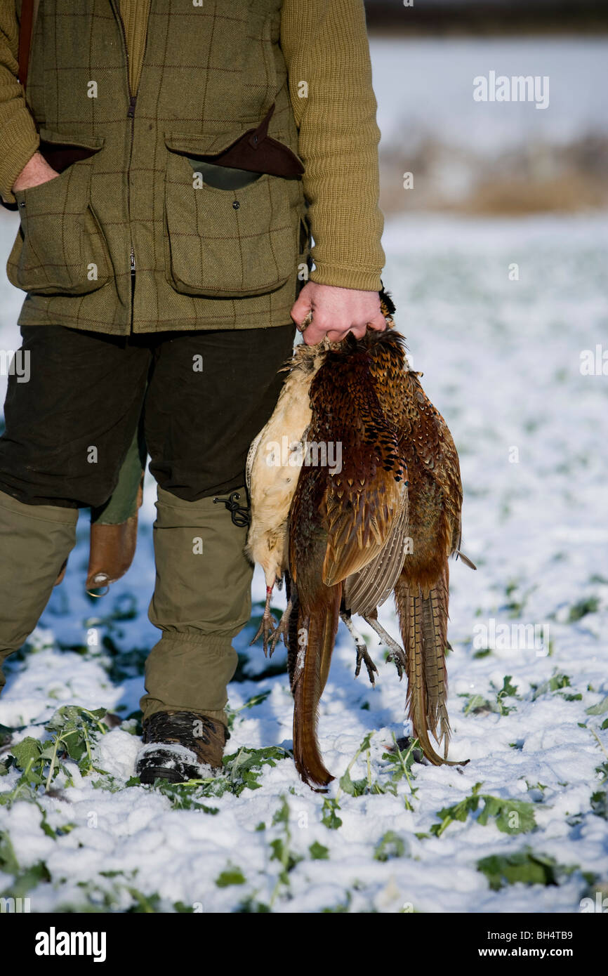 Gunner holding shot pheasant during shoot. Little Dalby Estate. Leicestershire. United Kingdom. Stock Photo