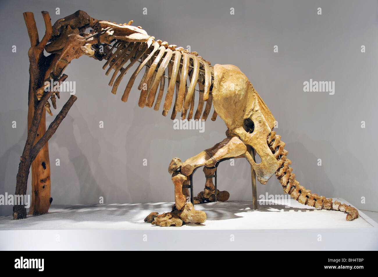 Giant sloth (Glossotherium harlani) skeleton at Panhandle-Plains ...