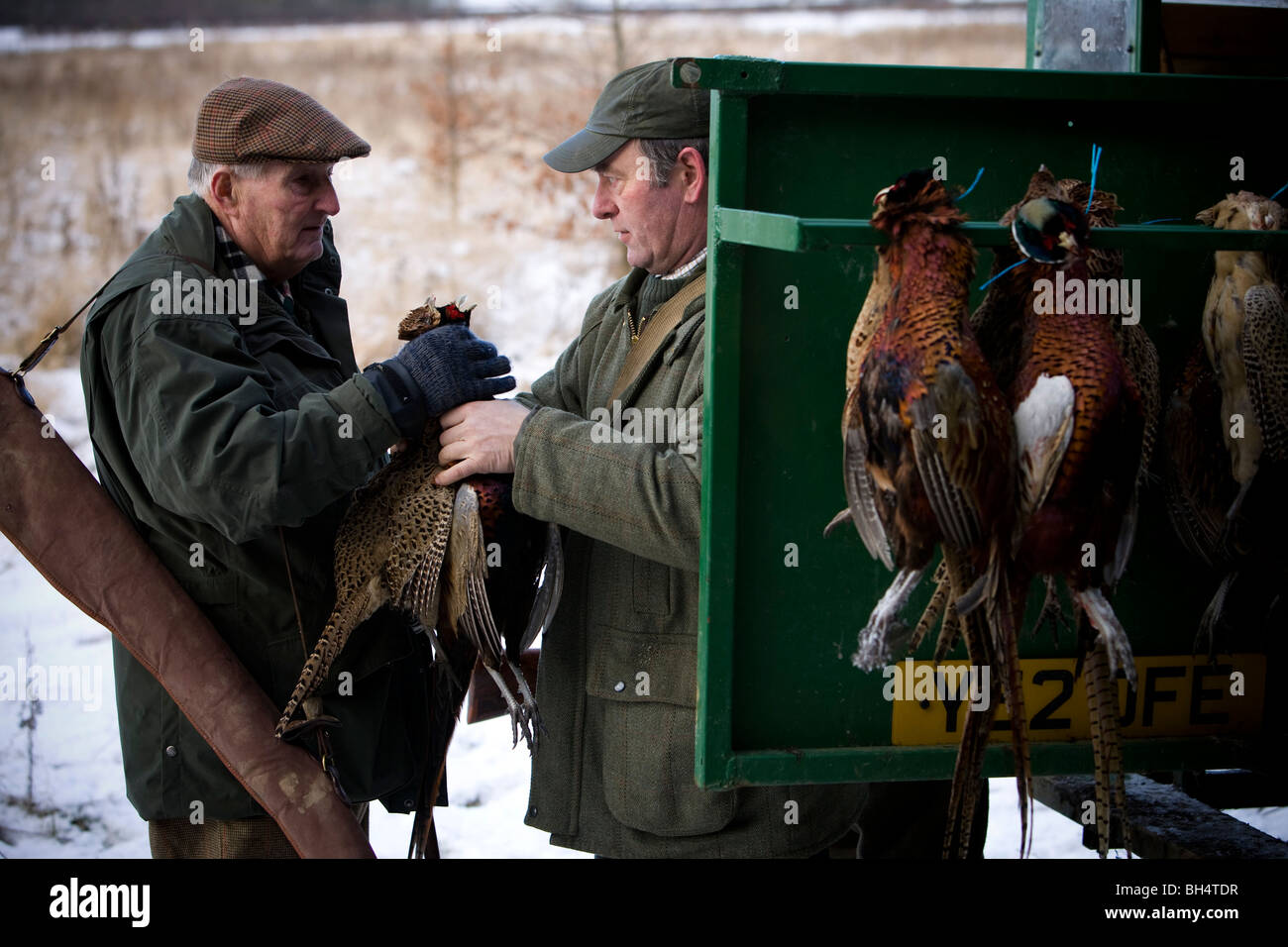 Shot pheasant on trailer rack during shoot. Little Dalby Estate. Leicestershire. United Kingdom. Stock Photo