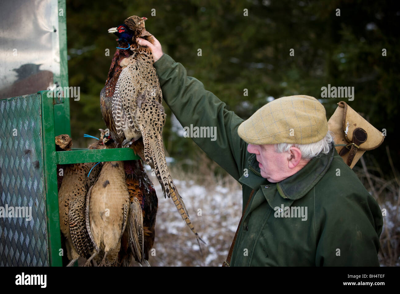 Shot pheasant on trailer rack during shoot. Little Dalby Estate. Leicestershire. United Kingdom. Stock Photo