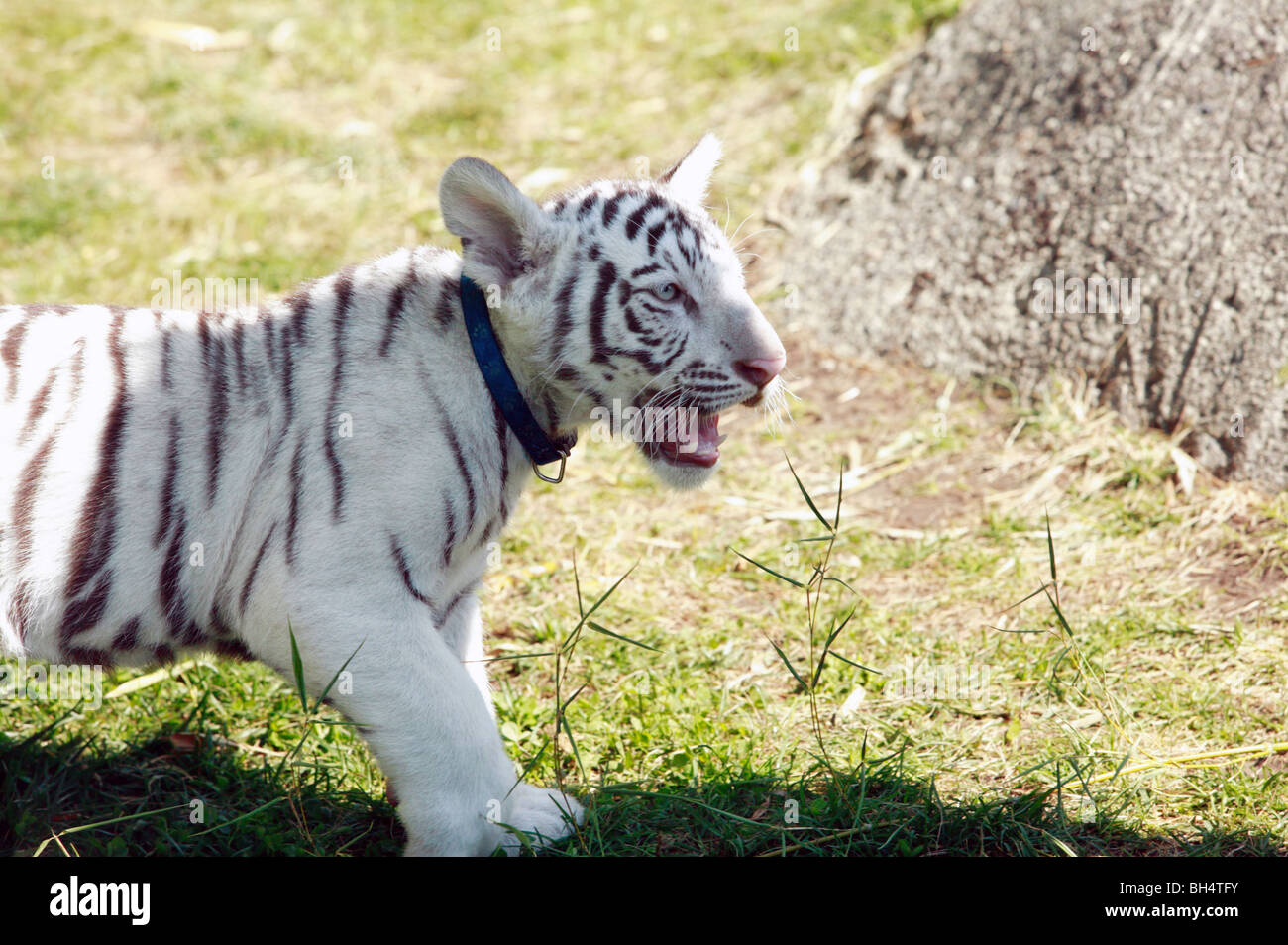 A Young Bengal Tiger Cub Posing At Cougar Mountain Zoo Stock Photo Alamy