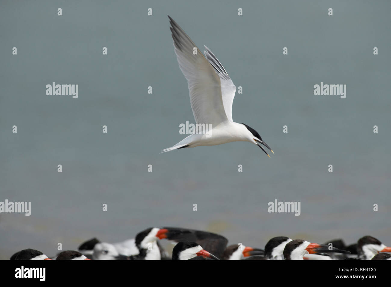 Sandwich tern (Sterna sandvicensis) flying over roosting black skimmers