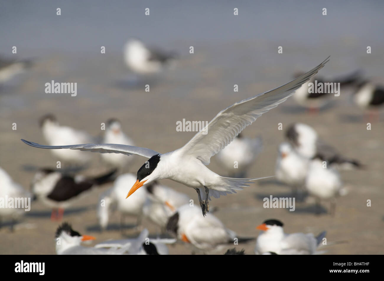 Royal tern (Sterna maxima) flying into roosting site at Fort de Soto, Florida, USA Stock Photo
